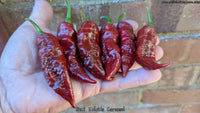 Bhut Jolokia (Ghost) Caramel - Pepper Seeds - White Hot Peppers